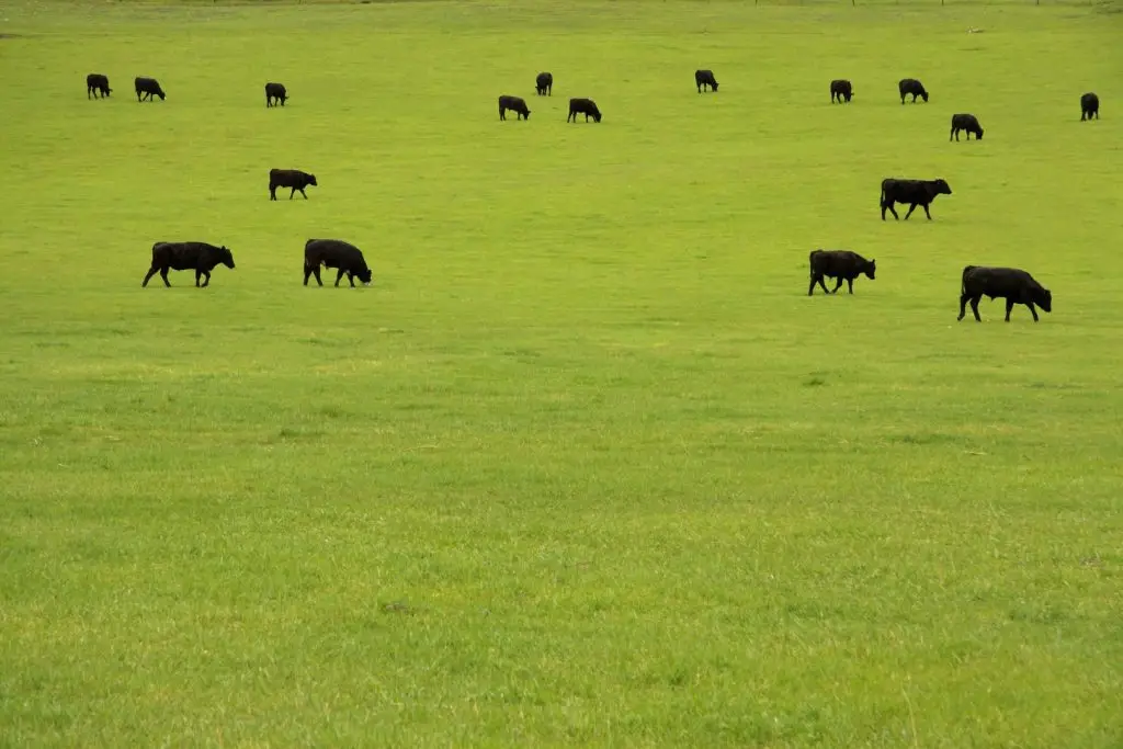 Black Angus Cattle Grazing