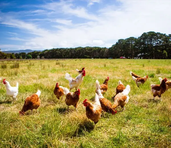 Chicken Breast Delivery