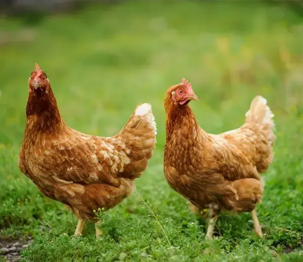 Chicken Breast Delivery