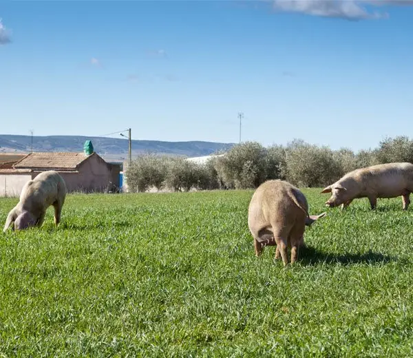 free range pork