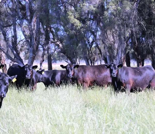 gingin grass fed beef