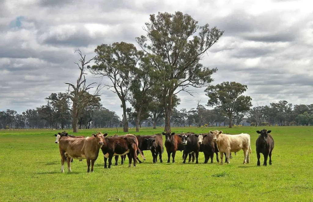 Gingin Grass Fed Beef