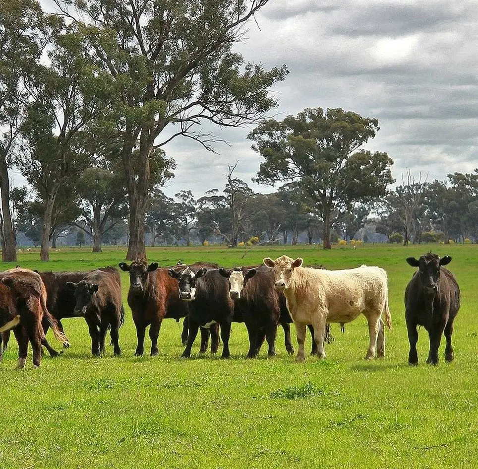 Gingin Grass Fed Beef