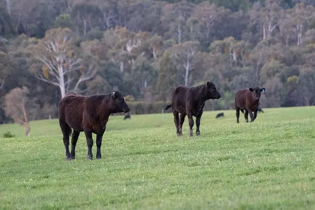 Gingin grass fed beef