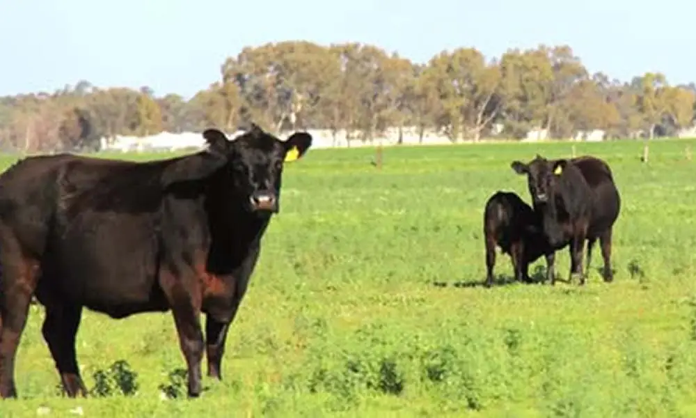 ethical beef production