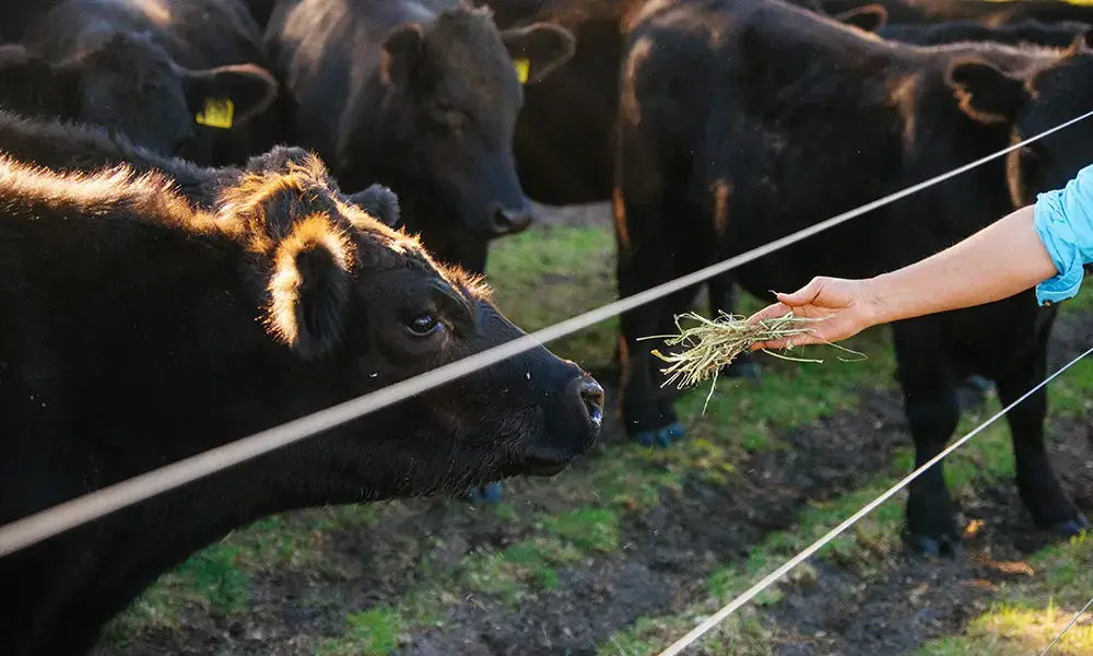 farm direct meat perth